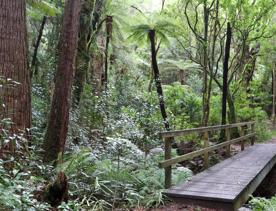 The Kiriwhakapapa Road Tararua Forest Park screen location, featuring walking trails and campsite opportunities in wild, natural landscapes.