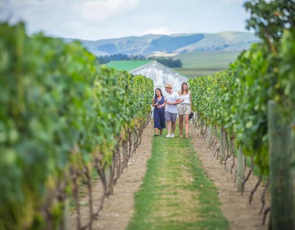 Three people walking through the green vineyards in the Wairarapa region