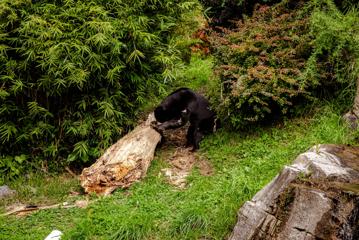 Sasa the Sun Bear pictured inside her enclosure, playing with a tree trunk.