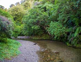 The screen locations of Catchpool Valley, with the river, lush bush,  forest, and grassland.