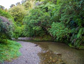 The screen locations of Catchpool Valley, with the river, lush bush,  forest, and grassland.