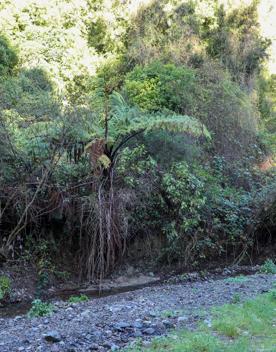 The green native bush of Belmont Regional Park, with streams and hills.