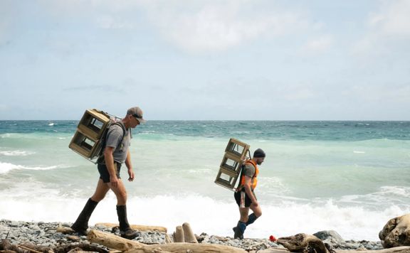 Two people laying traps along Wellington’s wild coast
