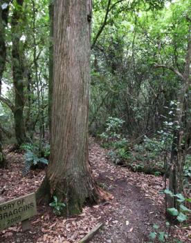 The swampy wetland of Fensham Forest, with an abundance of birds and native trees.