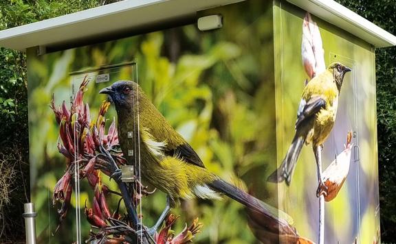 Public toilet on Gums Loop walk covered in a photographic print of a tui.