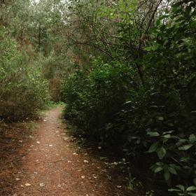 The Lower Pig Track mountain bike trail in Tunnel Gully. Fir trees and shrubs surround a clay trail.