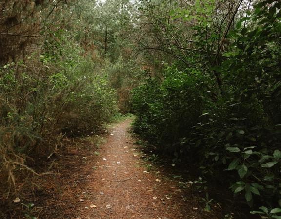 The Lower Pig Track mountain bike trail in Tunnel Gully. Fir trees and shrubs surround a clay trail.