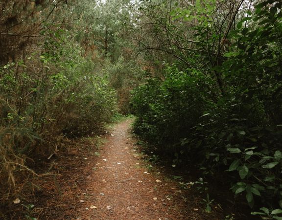 The Lower Pig Track mountain bike trail in Tunnel Gully. Fir trees and shrubs surround a clay trail.