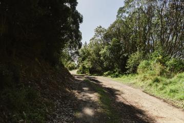 Ngā Ara o Rangituhi mountain biking and walking trail. The wide gravel path is half-shaded by the trees on the left while the sun shines on the bushed to the right.