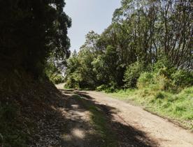 Ngā Ara o Rangituhi mountain biking and walking trail. The wide gravel path is half-shaded by the trees on the left while the sun shines on the bushed to the right.