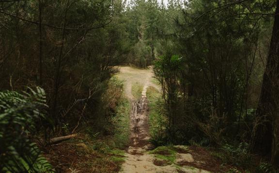 The clay track of G-Drop in Tunnel Gully, Upper Hutt on a rainy day.