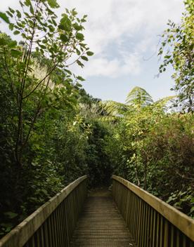 A bridge on the Te Ara Paparangi ki te Tonga hiking trail.