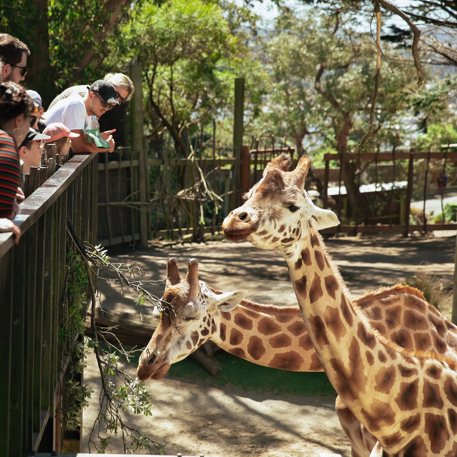 A group of people looking at two giraffes at the Wellington Zoo.