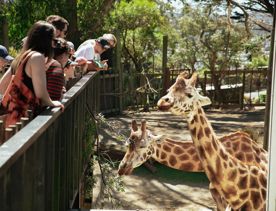 A group of people looking at two giraffes at the Wellington Zoo.
