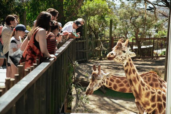 A group of people looking at two giraffes at the Wellington Zoo.