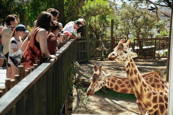 A group of people looking at two giraffes at the Wellington Zoo. 