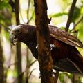 A kākā in a tree at Zealandia.