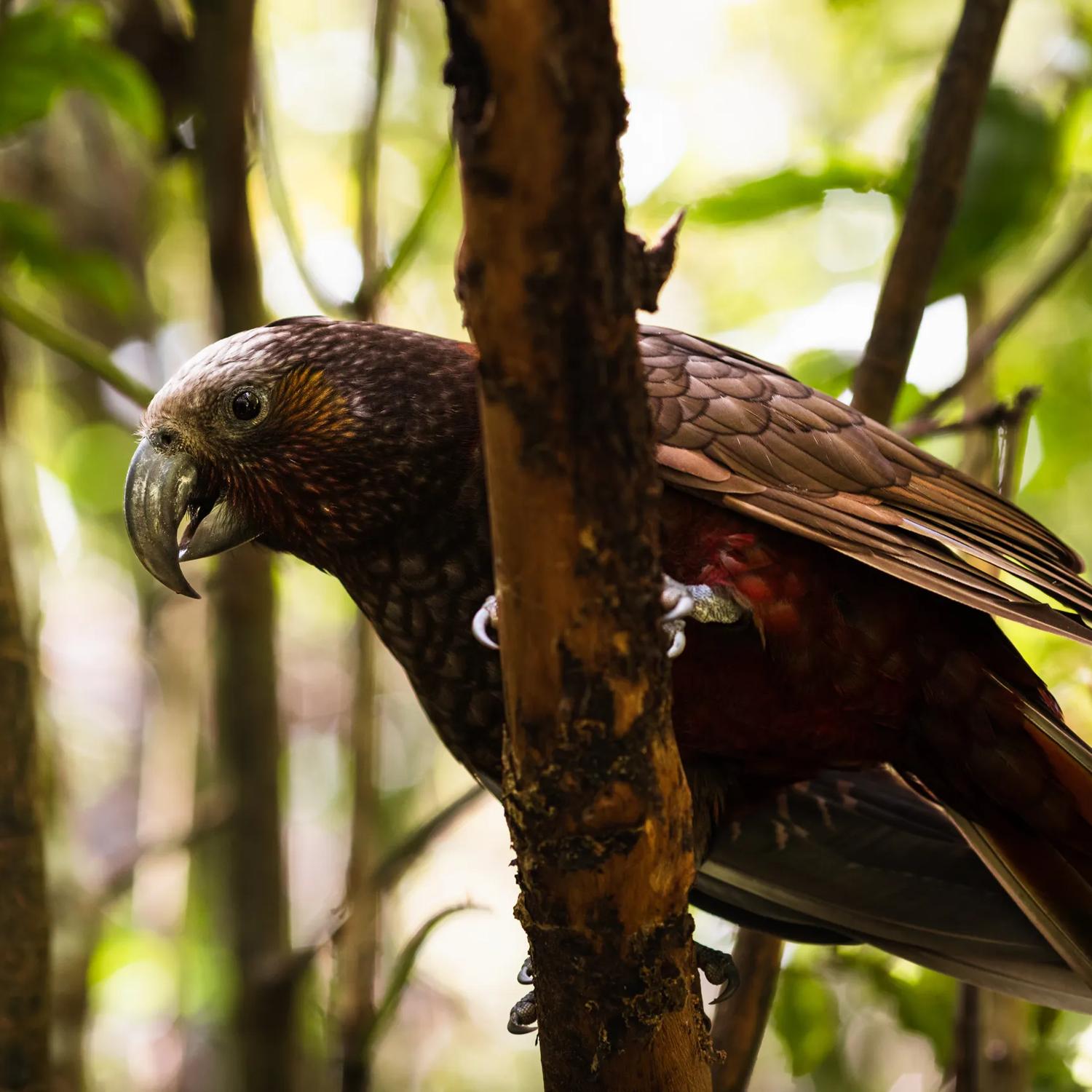 A kākā in a tree at Zealandia.