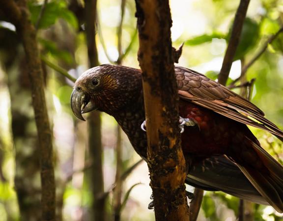 A kākā in a tree at Zealandia.