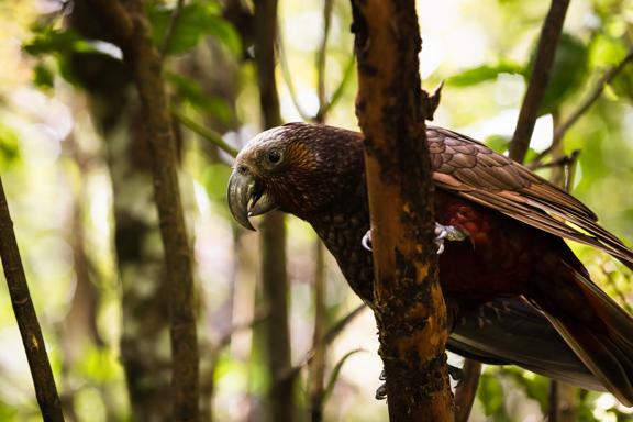 A kākā in a tree at Zealandia.