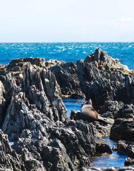 A New Zealand fur seal sitting on a rocks surrounded by blue ocean.