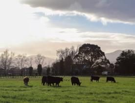 Mangaroa Valley Road screen location, a scenic rural setting with native forest, farmland, and a mountainous backdrop.