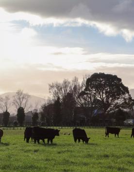 Mangaroa Valley Road screen location, a scenic rural setting with native forest, farmland, and a mountainous backdrop.