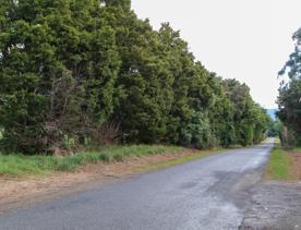 The Kiriwhakapapa Road Tararua Forest Park screen location, featuring walking trails and campsite opportunities in wild, natural landscapes.