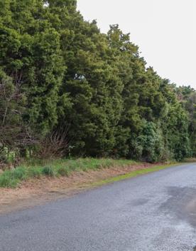 The Kiriwhakapapa Road Tararua Forest Park screen location, featuring walking trails and campsite opportunities in wild, natural landscapes.