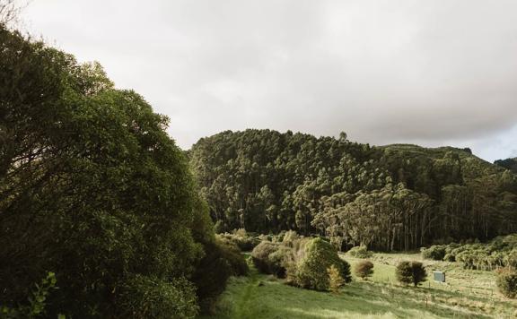 The Ti Kouka loop in Whareroa Farm a grassy trail up a small hill with views of the bush.