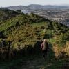 A person walks away from the camera down a grassy hill on the Seven Pines track in Ngā Ara o Rangituhi. In the background are Porirua and Pāuatahanui Inlet.