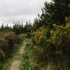 A narrow hiking trail surrounded by lush greenery under a cloudy grey sky.