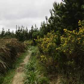 A narrow hiking trail surrounded by lush greenery under a cloudy grey sky.