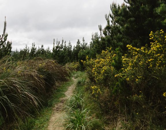 A narrow hiking trail surrounded by lush greenery under a cloudy grey sky.