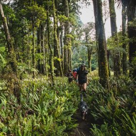 Three hikers and a dog walking in desnse ferns surrounded by mossy trees and native New Zealand bush.