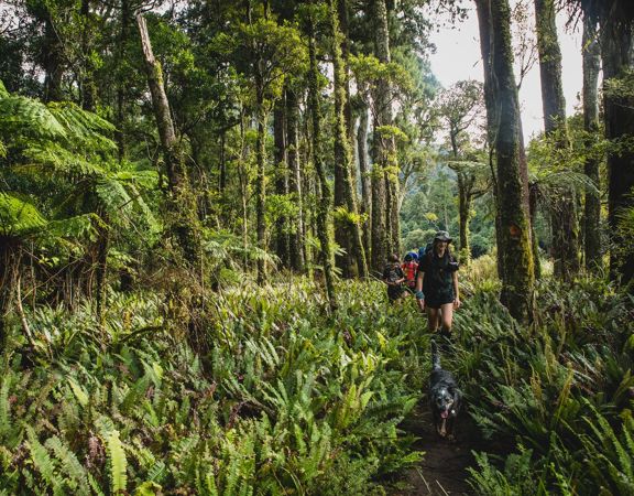 Three hikers and a dog walking in desnse ferns surrounded by mossy trees and native New Zealand bush.