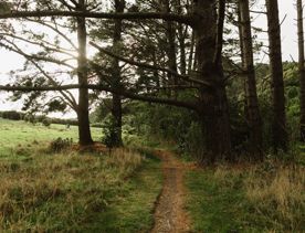 Intake Valley Track at Whareroa Farm Recreation Reserve.