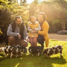 A family with a young child play with piglets on the grass at Staglands.