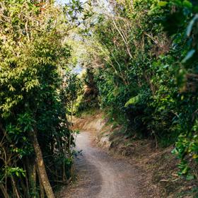 A walking path through the bushes at Te Ara Utiwai in Rangituhi in Porirua, New Zealand. 