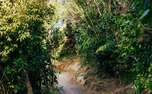 A walking path through the bushes at Te Ara Utiwai in Rangituhi in Porirua, New Zealand. 