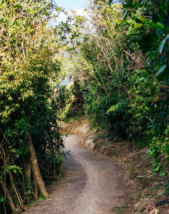 A walking path through the bushes at Te Ara Utiwai in Rangituhi in Porirua, New Zealand. 