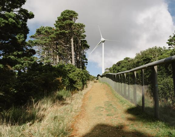 The Fenceline Trail in Waimapihi Reserve. It travels alongside the fence of Zealandia, amongst trees, to the Brooklyn Wind Turbine.