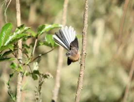 A Piwakawaka (native New Zealand fantail) perched on a branch, fanning its tail feathers.