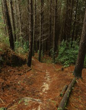 The clay track of G-Drop in Tunnel Gully, Upper Hutt on a rainy day.