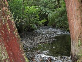 The Kiriwhakapapa Road Tararua Forest Park screen location, featuring walking trails and campsite opportunities in wild, natural landscapes.