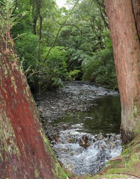 The Kiriwhakapapa Road Tararua Forest Park screen location, featuring walking trails and campsite opportunities in wild, natural landscapes.