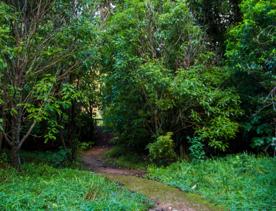 The screen locations of Catchpool Valley, with the river, lush bush,  forest, and grassland.