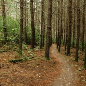 A section of the Time Tables trail in Tunnel Gully, winding through pine trees.