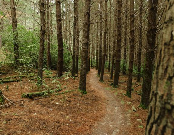 A section of the Time Tables trail in Tunnel Gully, winding through pine trees.