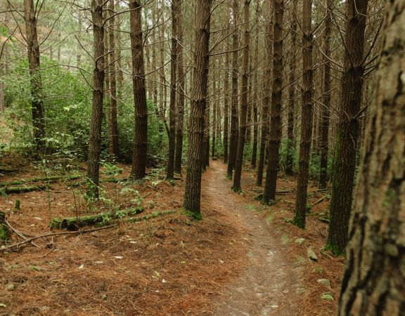 A section of the Time Tables trail in Tunnel Gully, winding through pine trees.